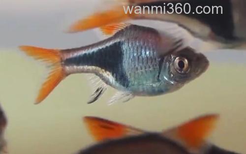 蓝三角_2