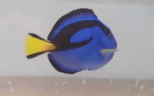 蓝倒吊_1