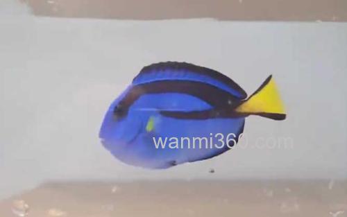 蓝倒吊_3