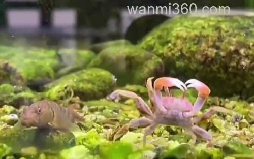 辣椒蟹_0