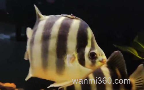 金鼓鱼_0