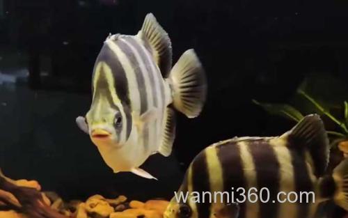 金鼓鱼_2