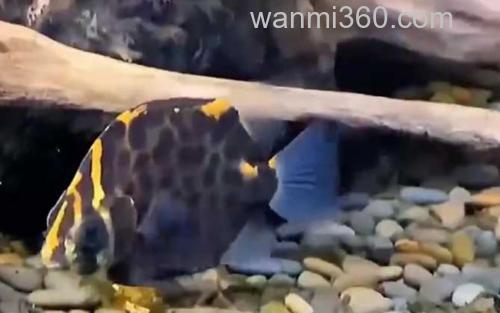 金鼓鱼_3