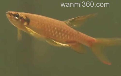 溅水鱼_3