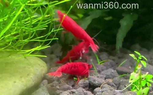 极火虾_2