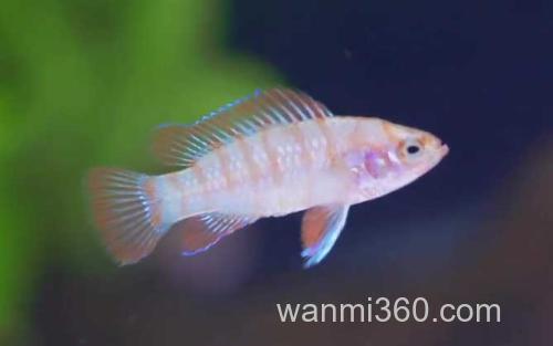 火焰变色龙_1