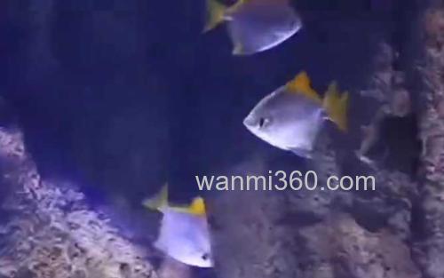 黄鳍鲳_1