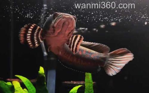 幻彩红宝石雷龙鱼_0