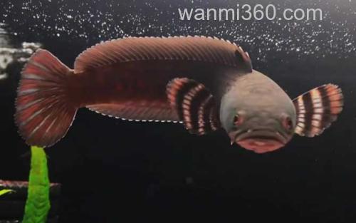 幻彩红宝石雷龙鱼_1