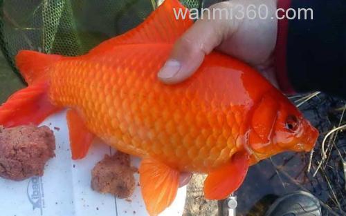 金鲫鱼_2