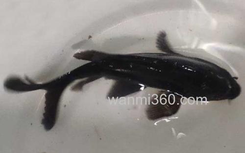 黑锦鲤_2