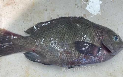 斑鱾_5