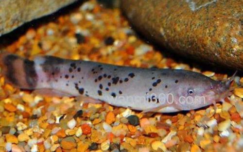 电鲶_3