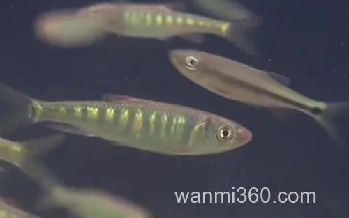 马口鱼_3