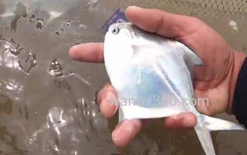 海鱼_2