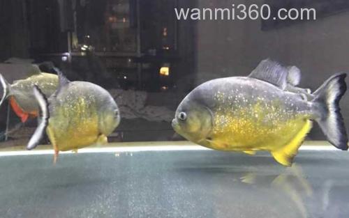 鱼怎么消毒_3