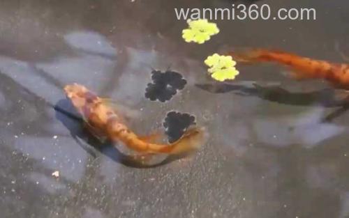 观背青鳉_5