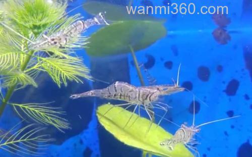 大眼贼虾_0