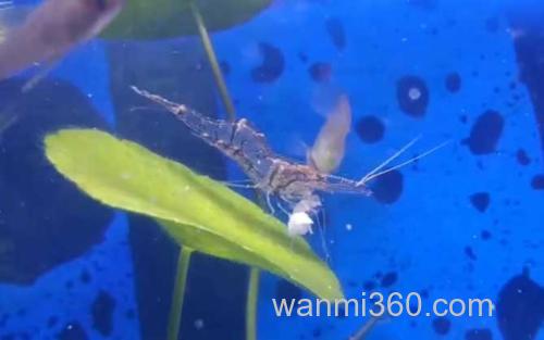 大眼贼虾_2