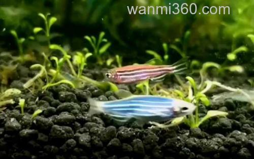 斑马鱼_0