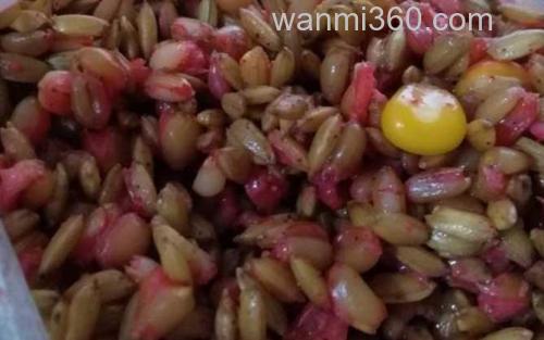 自制窝料_4