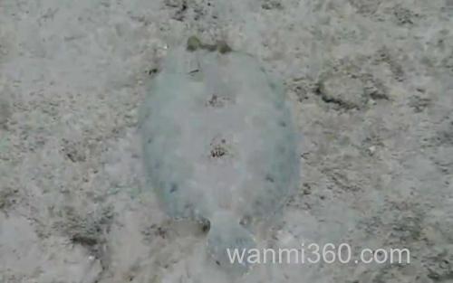 比目鱼_3
