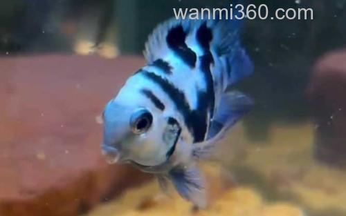鹦鹉鱼_2