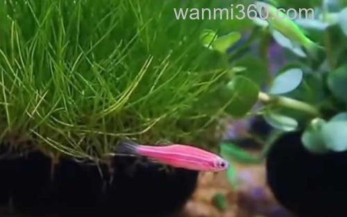 斑马鱼_0
