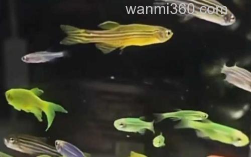 斑马鱼_0