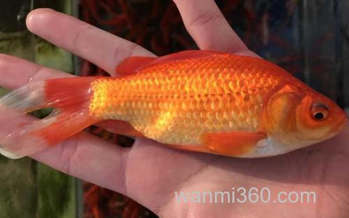 金鲫鱼_1