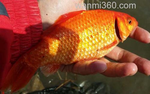 金鲫鱼_0