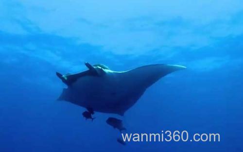 Manta_2