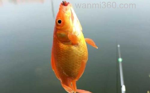 金鲫鱼_3