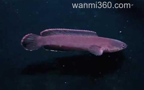 火背雷龙_1