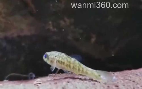 黄黝鱼_0
