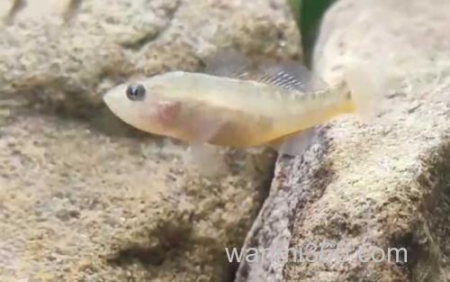 黄黝鱼_1