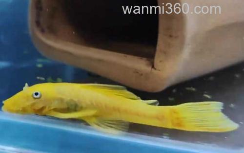 黄金胡子鱼_3