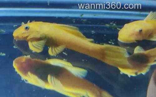 黄金胡子鱼_1