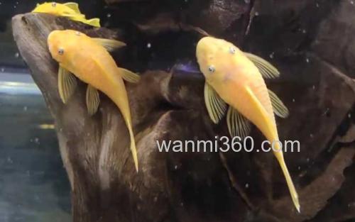 黄金胡子鱼_2