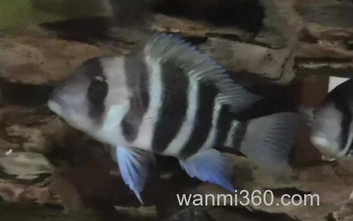 皇冠六间_3