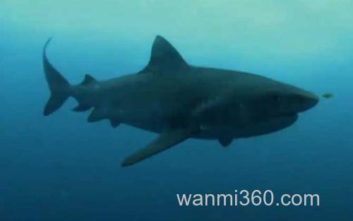 虎鲨_3