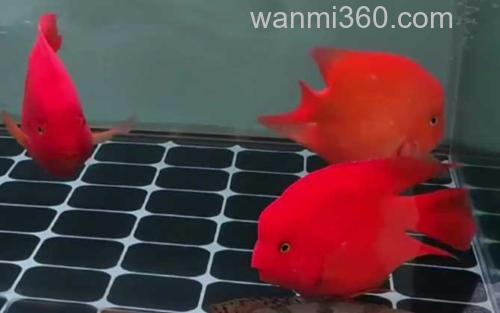 红鹦鹉鱼_0