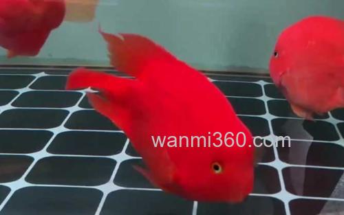 红鹦鹉鱼_1