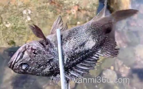 黑头鱼_1
