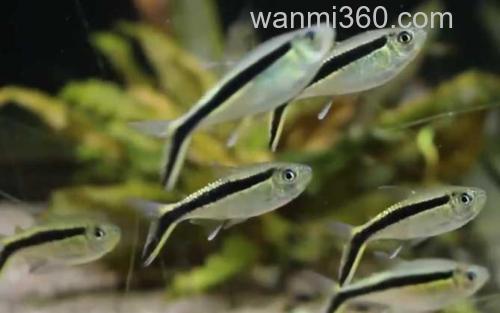 黑白线鱼_0