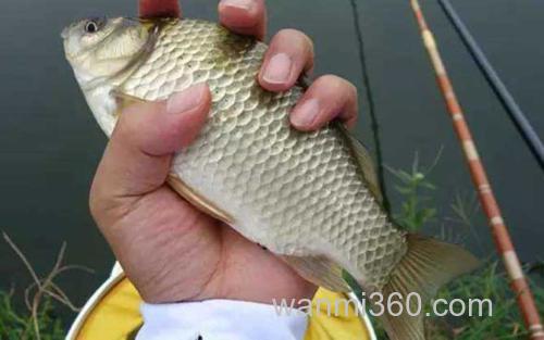 鲫鱼_1