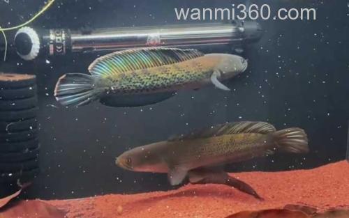 鬼王雷龙_2