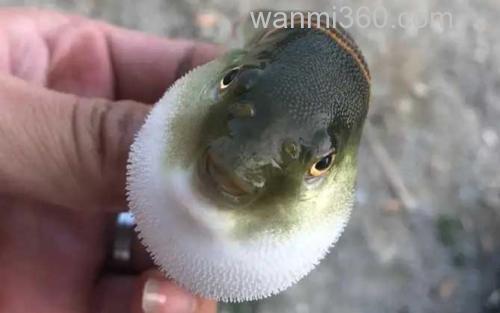弓斑河豚_0