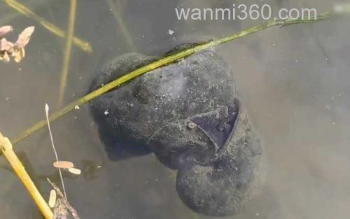 福寿螺_0