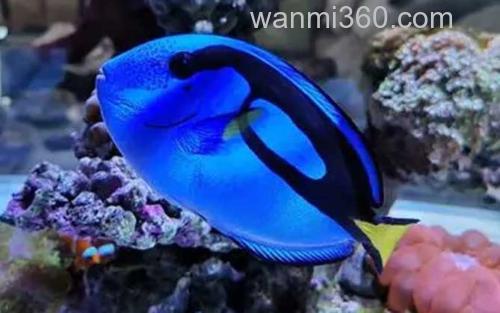 粉蓝吊_0